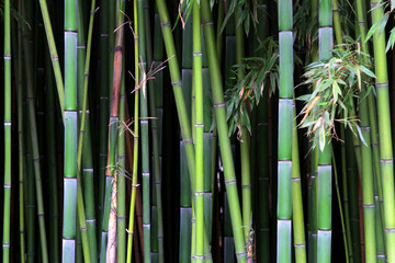 Green bamboo stems in a grove in a park
