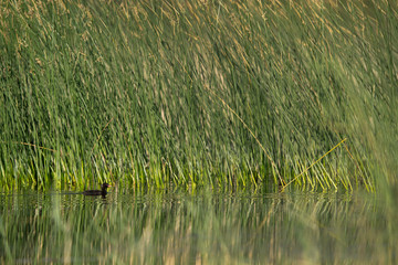 Juvenile Little grebe in Buhair lake, Bahrain