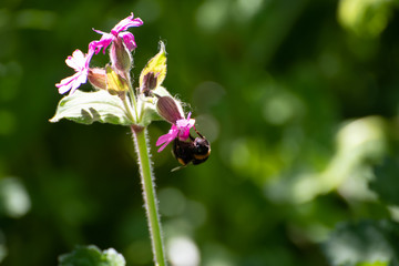 Bee hanging off a flower upside-down collecting pollen