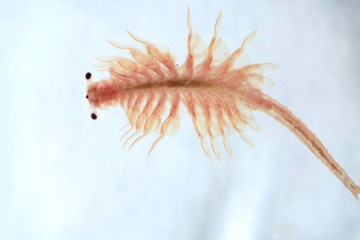 Super macro close up of Artemia salina a 100 million old species of brine shrimp, aquatic...
