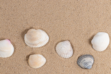 Fototapeta na wymiar Seashells on sand. Summer beach background. Top view with copy space