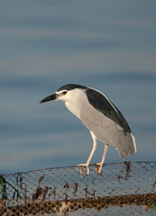 Black-crowned Night Heron perched on fishing net at Busaiteen coast, Bahrain