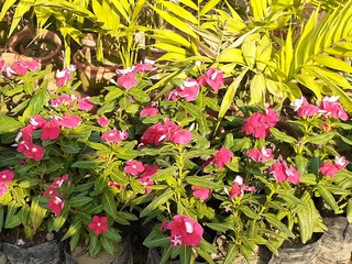flowers in the garden
