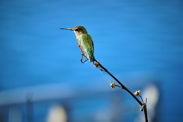 Hummingbird by the sea