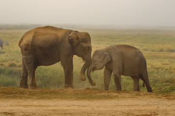 Fototapeta premium Two elephants one of them chained touching each other with their trunks in the most adorable way at the grasslands at a national park in Assam India