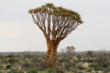 Quiver tree in savanna