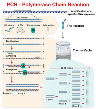 The different stages and cycles of DNA molecule amplification by Polymerase Chain Reaction, PCR, in a thermal cycler