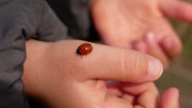 a ladybug crawls on a child&rsquo;s finger, children learn about the world around us, nature
