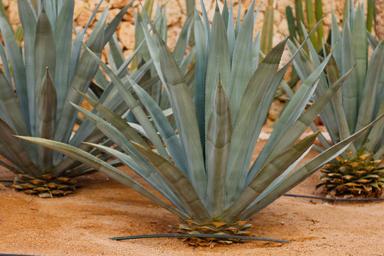 Agave tequilana, commonly called blue agave (agave azul) or tequila agave growing in Egypt