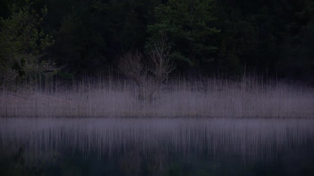 Gray mist gently moves above still black lake waters by dark forest background, static view