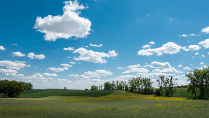 Kwitnące pole rzepaku rosnące na wzgórzu © RITHOR