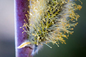 Fluffy willow buds on a tree in early spring