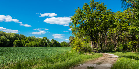 Fototapeta na wymiar Ścieżka prowadząca do lasu obok pola