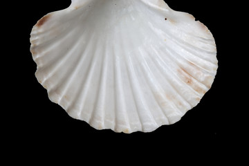 sea shell isolated on black