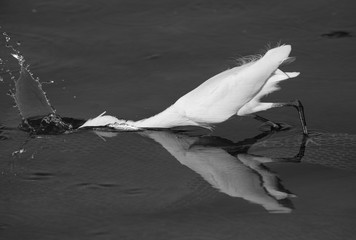 Great Egret fishing at Busiateen coast of Bahrain