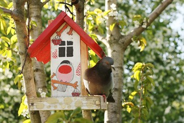 Gray pigeon in the feeder on the tree
