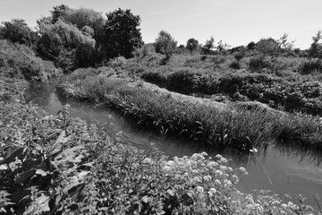 The River Mole in May in Horley in Surrey.