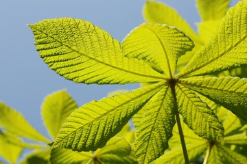 Beautiful chestnut tree with bright green leaves