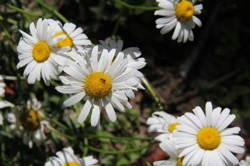 insect on a white daisy