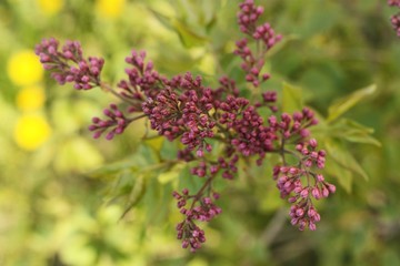 Beautiful young lilac tree in the garden 