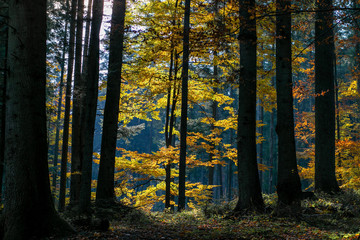 horizontal photo of a beautiful autumn forest