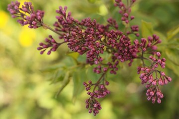 Beautiful young lilac tree in the garden 