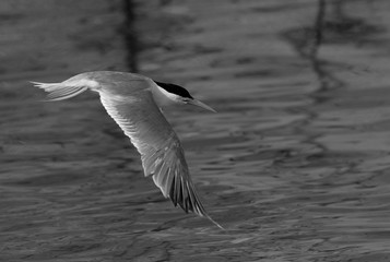 Lesser Crested Tern in flight at Busaiteen coast, Bahrain