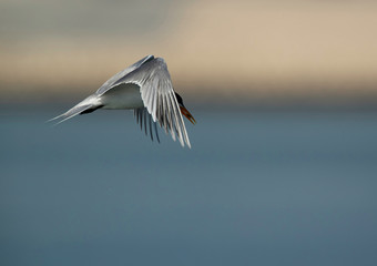 Lesser Crested Terns with a fish catch at Busaiteen coast, Bahrain