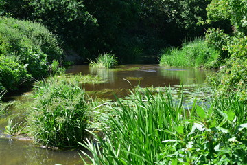 The River Mole in May in Horley in Surrey.