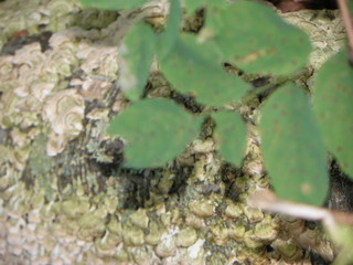 Rocks & Leaves