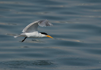 Lesser Crested Tern fishing  at Busaiteen coast, Bahrain