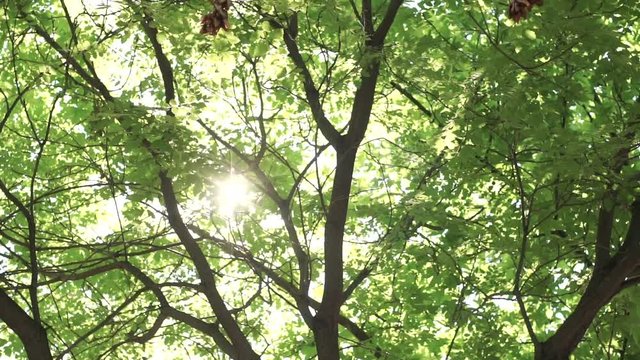 Sunlight seen through branches 