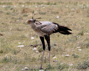 Secretarybird in grass land