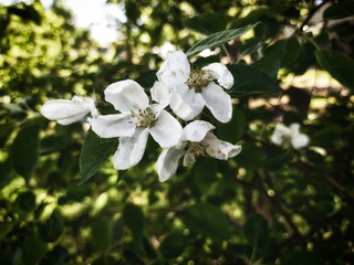 white Apple blossoms in the garden
