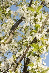 Tree with beautiful white flowers in the garden 
