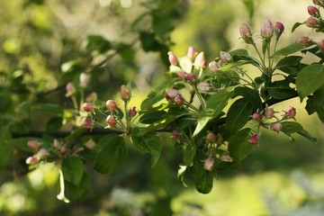 Tree with beautiful pink flowers in the garden