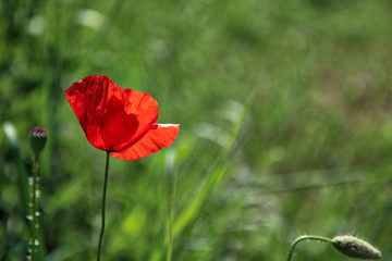 Fototapeta na wymiar Fiore di papavero rosso acceso in un campo, sotto la luce accecante del sole splendente di inizio estate, dettagli