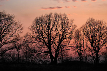 Obraz na płótnie Canvas Drzewo - zachód słońca