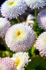 Close-up of white daisy with blurred background. (Bellis perennis)