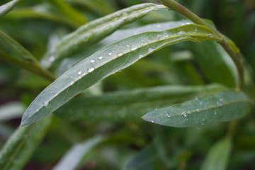 water drops on a leaf