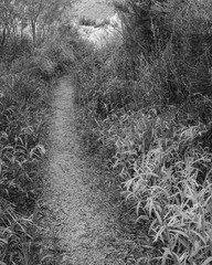 path in the woods black and white