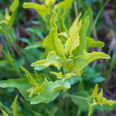 close up of green leaves of a plant Square format