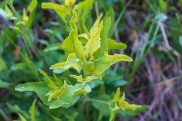 Vibrant Green Leaf Blossom
