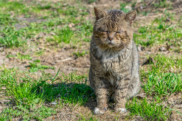 Naklejka na ściany i meble Old and sick cat with wounds sits on the grass and dozes