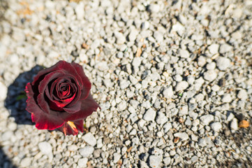 A beautiful blossoming red rose lies on a road strewn with stones.