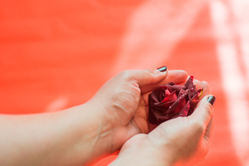 Red rose in dew drops, in female hands with black nails on a red background