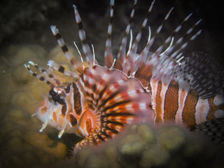 clown fish in aquarium