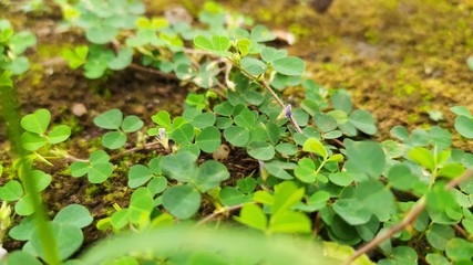 green leaves on the ground