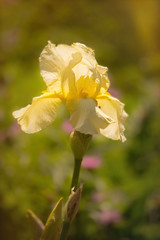 Spring garden. Bud of the yellow iris and green leaves in the spring sun	