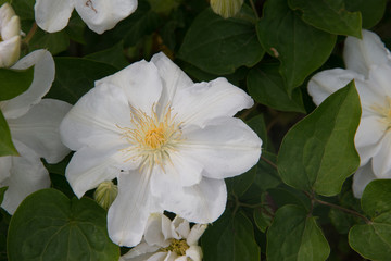 Buschrose, Rose, weiß vor grünen Blättern